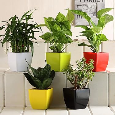 online plant online plant