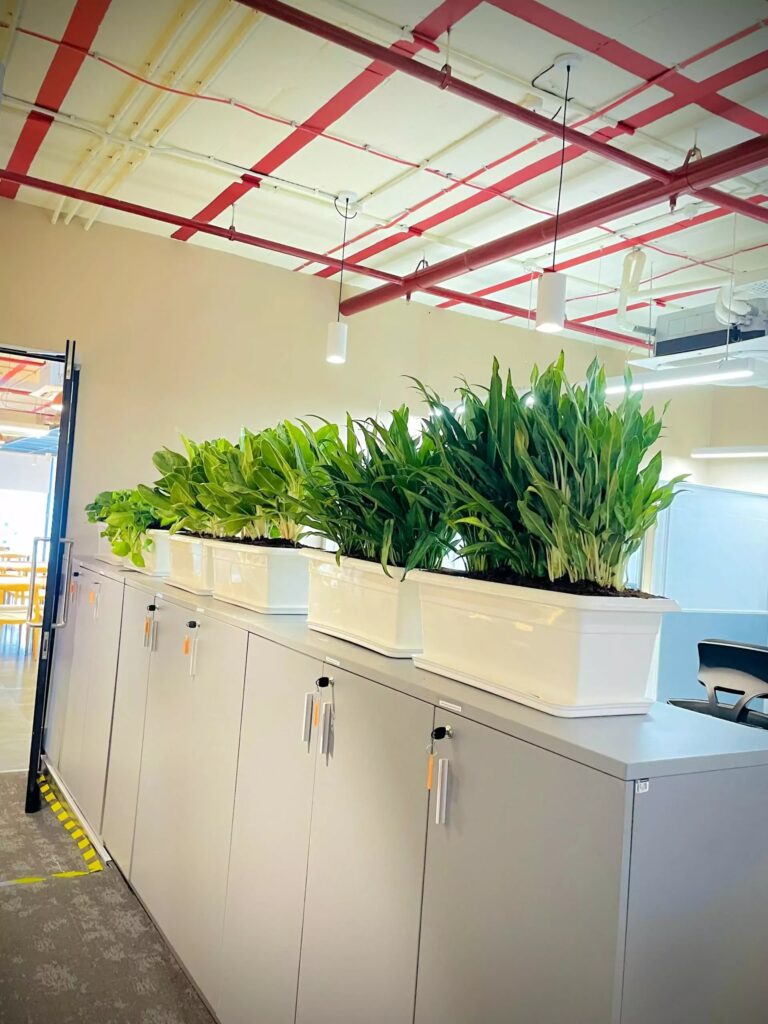 rent of plant