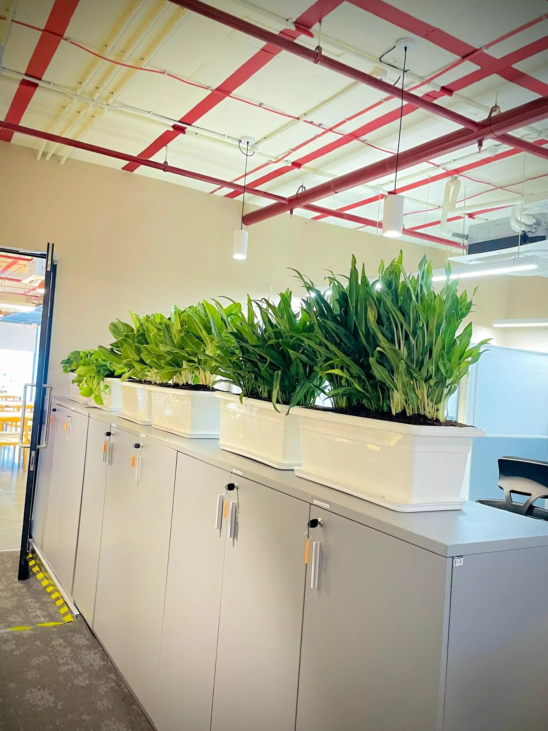 rent of plant
